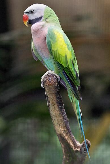 比较大的鹦鹉是什么鹦鹉 v2-be93597ebfce1bd7dc5854d7ffddbe5a_b.jpg