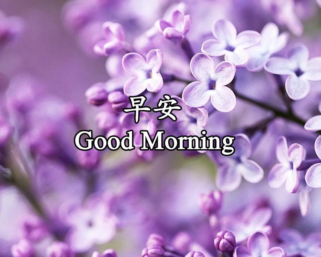 每日心语早安心语带字图片清新高雅的早上好图片