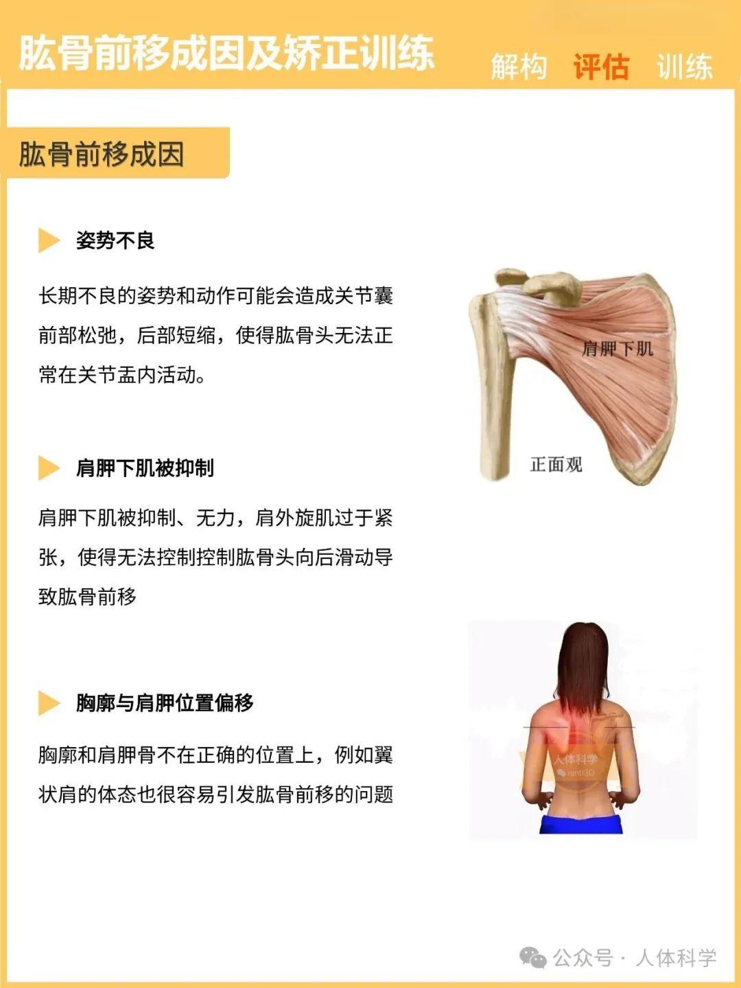 【新体态】肱骨前移的成因及运动矫正训练 - 知乎