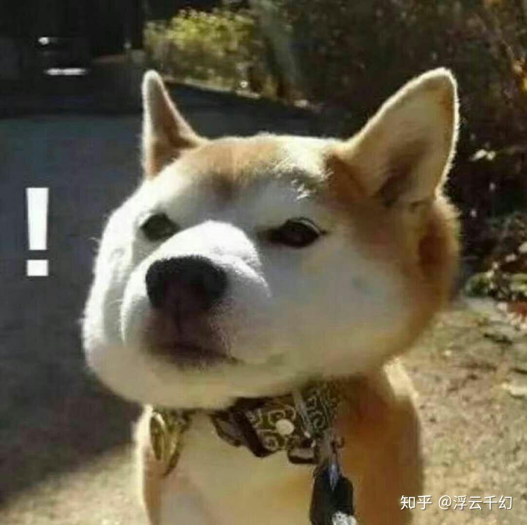 全网最丢脸的狗 v2-bea78c37f1440ab650b0b8ff710440a6_r.jpg