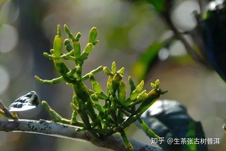 详解普洱螃蟹脚是什么茶螃蟹脚茶的功效与作用是什么应该如何冲泡