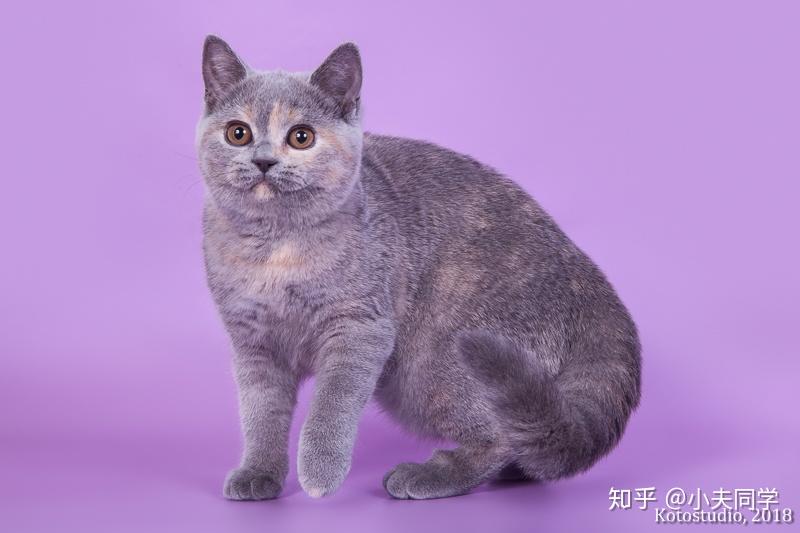 英短毛色大全集玳瑁色篇