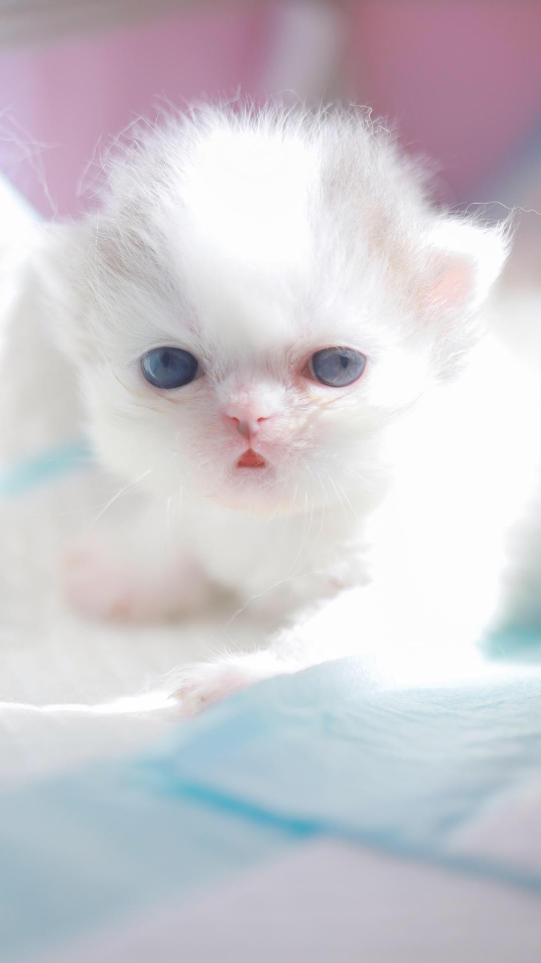 有哪些好看的猫咪壁纸或头像