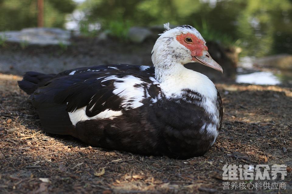 番鸭苗喂什么饲料,番鸭饲养技术