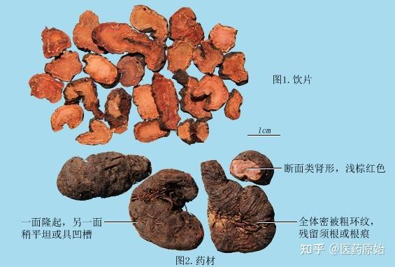 带你识别拳参