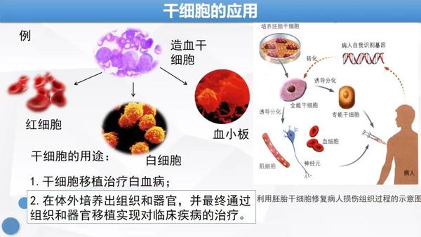 【课件分享】人教版新教材:6.2细胞的分化 - 知乎