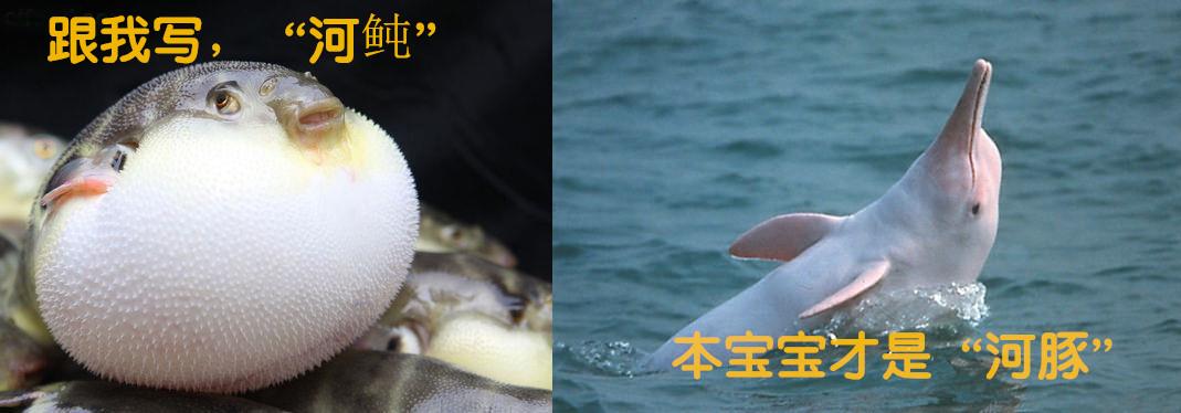 正确的叫法应该是" 河鲀",因为"河豚"是指像白鳍豚这一类的动物.