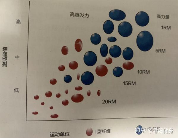 肌肉生长原理与训练目标 知乎