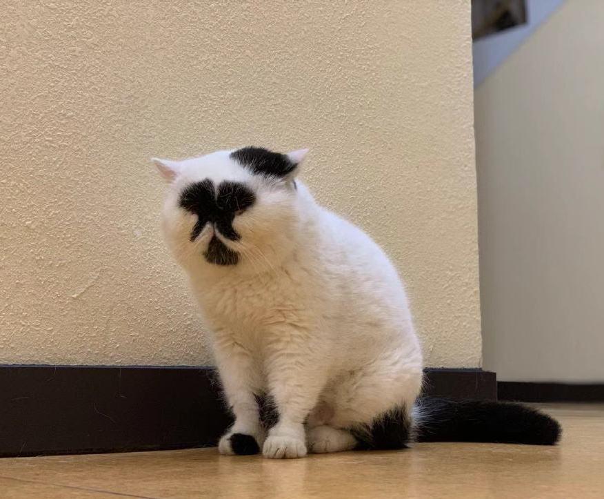 全世界最丑的猫都在这了，笑到飙泪！！！ - 知乎