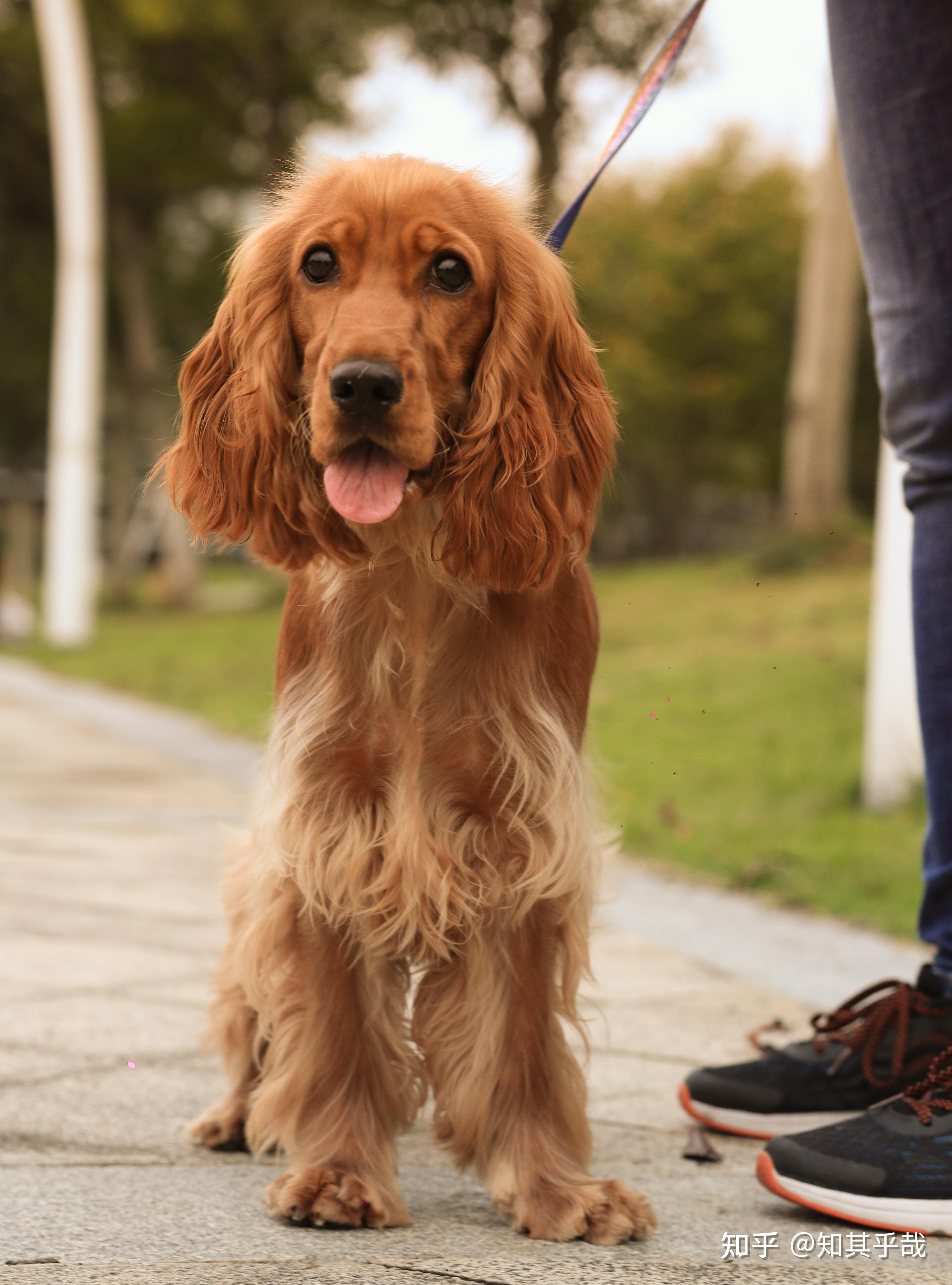 我家英国可卡从小到大的样子1