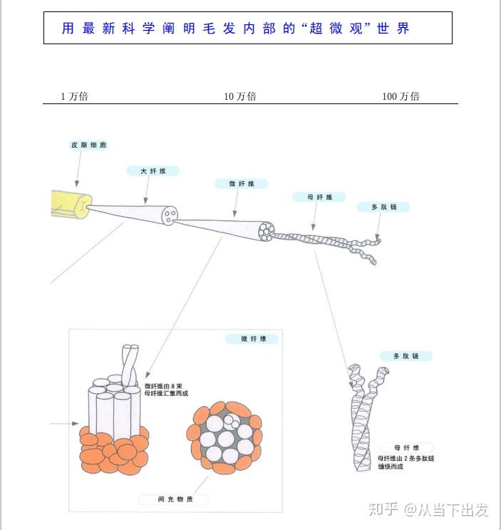 【最新毛发科学(二)毛发由那些成分组成】 - 知乎
