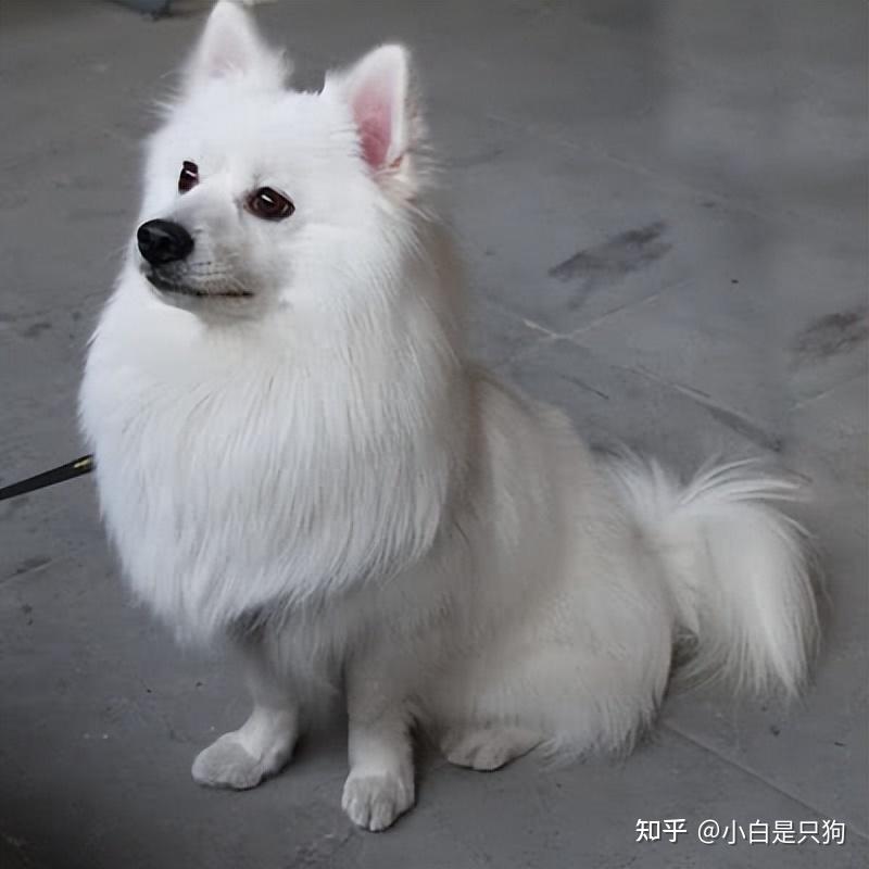 “银狐犬”为何如此少人饲养?养过的都懂,太难养了! - 知乎
