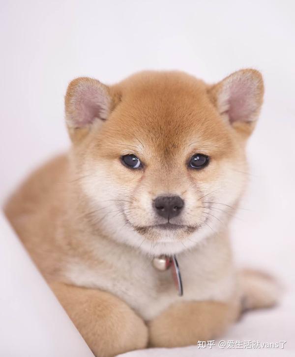 挑选柴犬要擦亮眼睛才能买到自己心仪的幼柴哦 知乎 挑选柴犬要擦亮眼睛才能买到自己心仪的幼柴哦 知乎