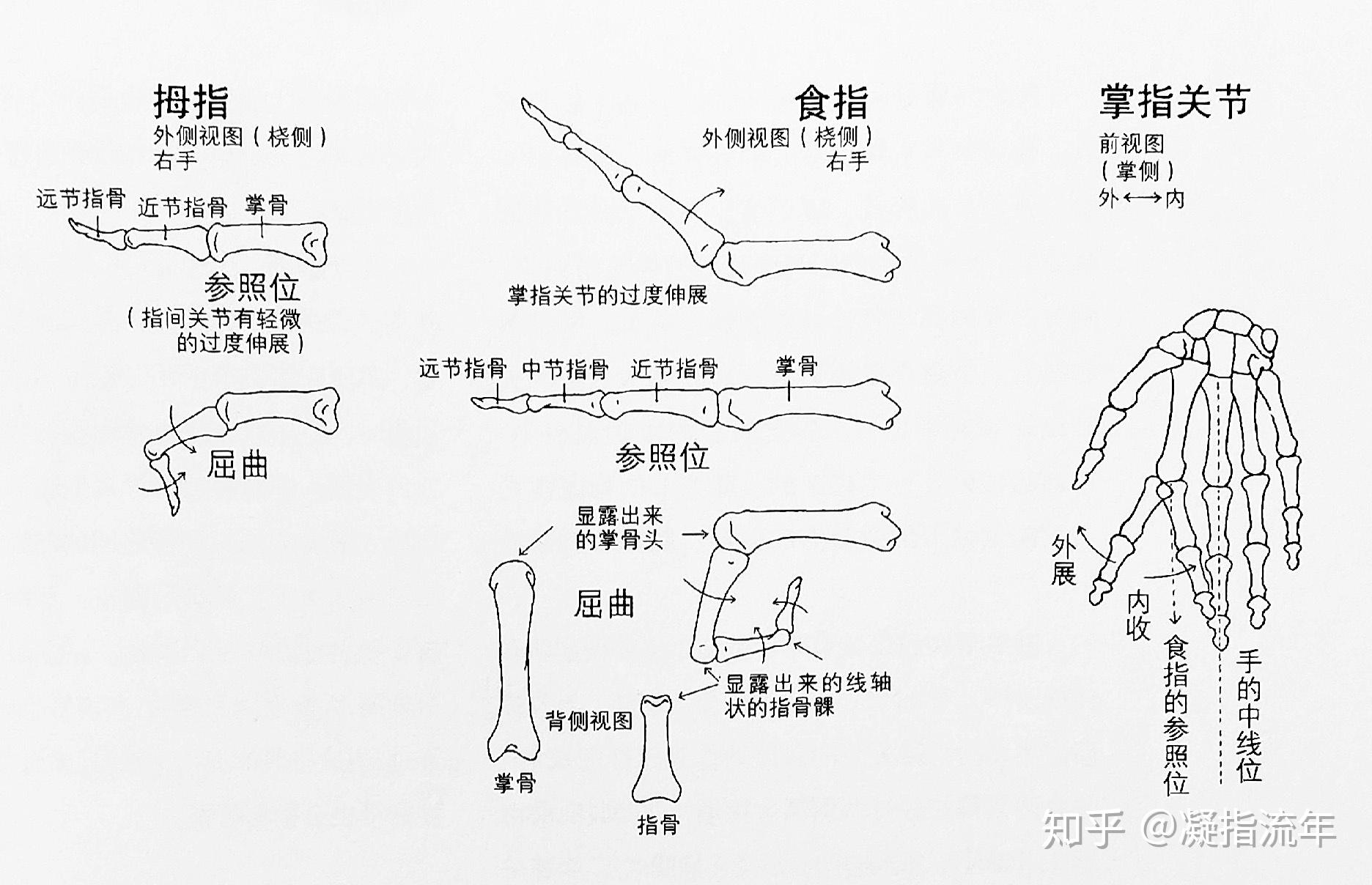 指间关节都属于屈戌关节,只能做屈曲和伸展.