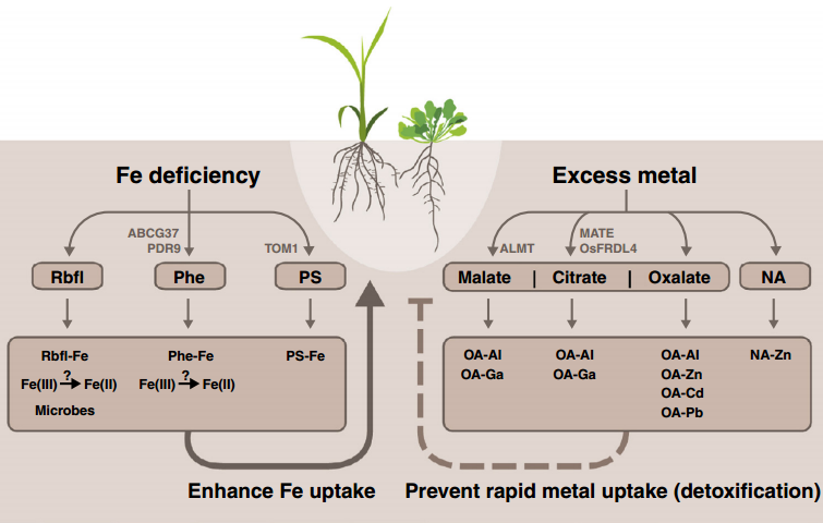 植物根系分泌物在金属吸收 耐受中的作用 知乎