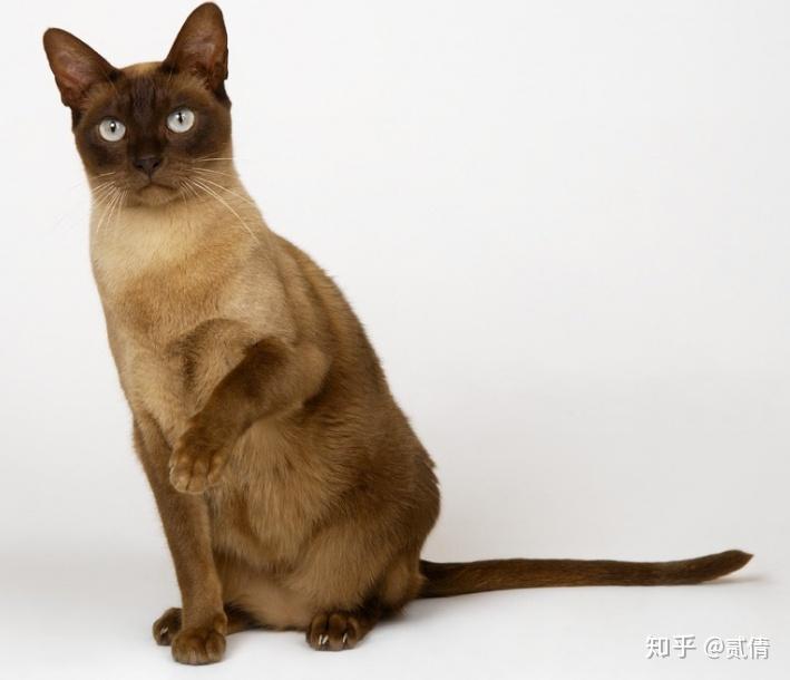 每天你了解一种猫缅甸猫
