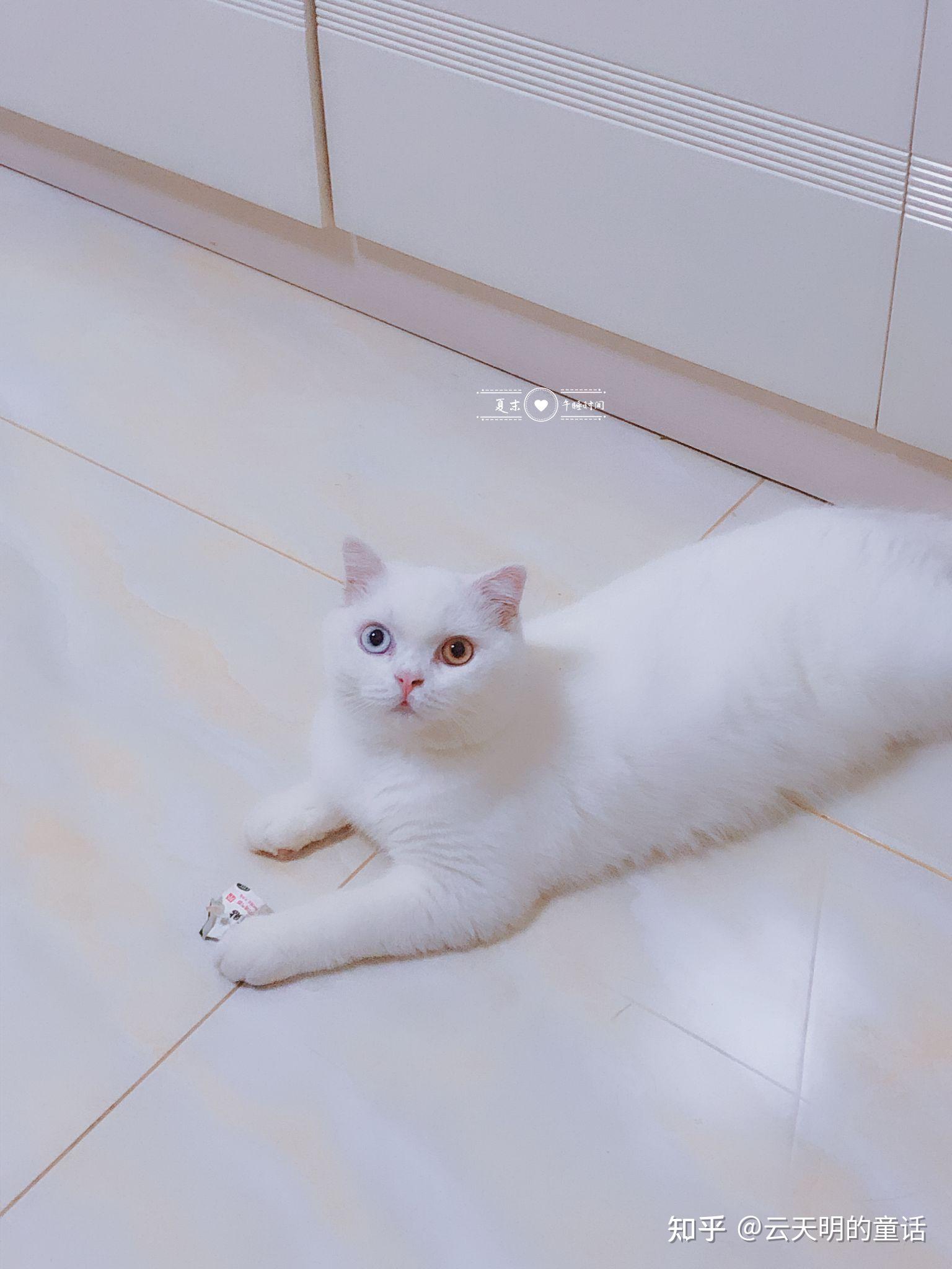 v2-bf2637beff1b4999340ba10dc56adeaa_r.jpg