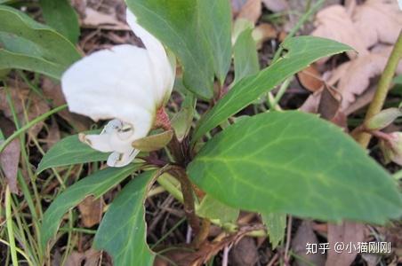 黑嚏根草(暗葉鐵筷子)