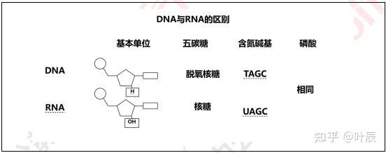 DNA与RNA的区别 - 知乎