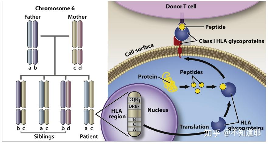 人類白細胞表面抗原hla(6號染色體)圖片引自blood reviews,2019 mar