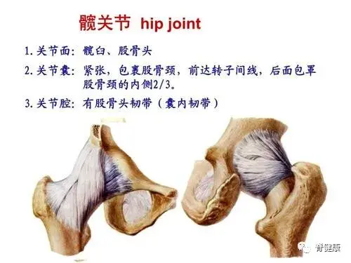 髋关节使用说明书 人体损耗第二大的部位 知乎