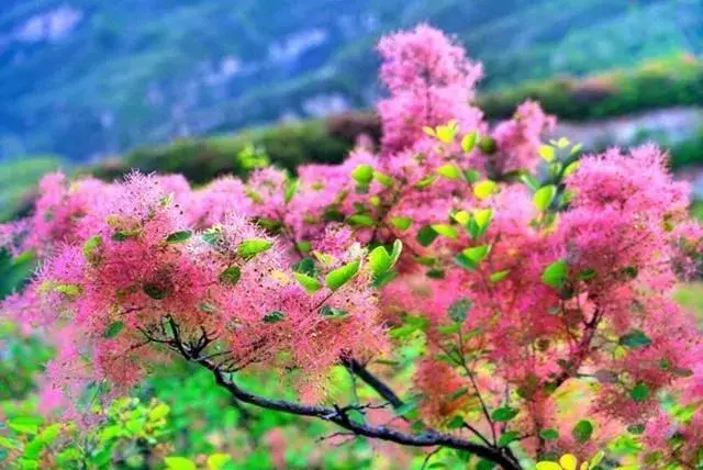 【认识植物】雾中情人 | 黄栌,初夏观花,金秋赏叶 - 知乎