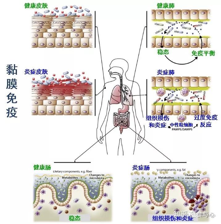 ①第一条防线为黏膜免疫,包括肠道屏障,皮肤屏障,气道屏障,泌尿屏障和