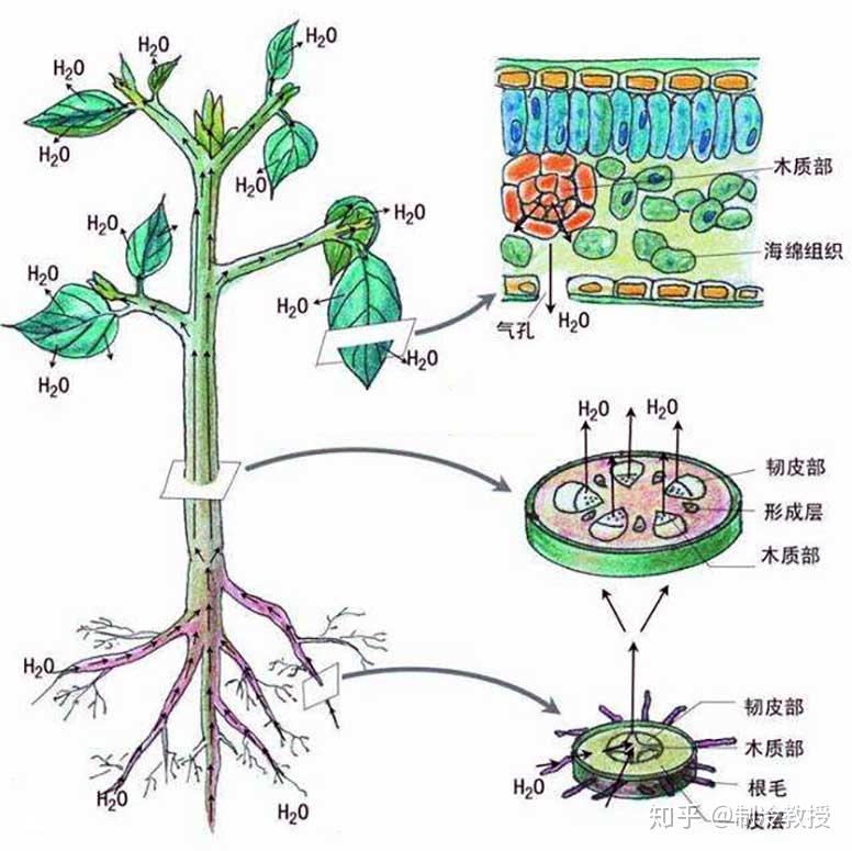 除过果蔬的呼吸作用,果蔬的蒸腾作用也是影响储藏的一个重要因素.