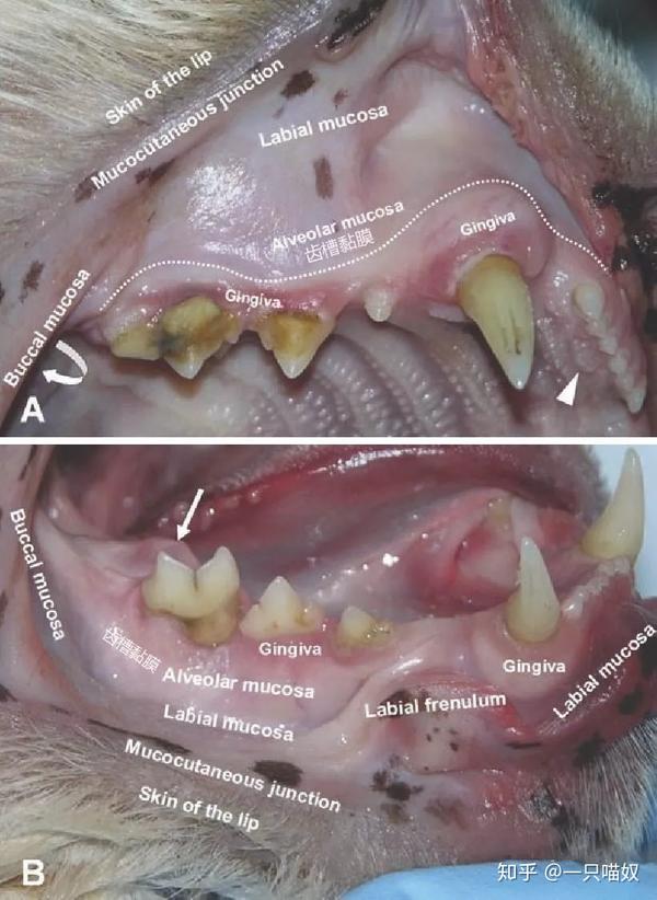 十年执业宠医 怎么治疗猫口炎 成功治疗经验分享 知乎