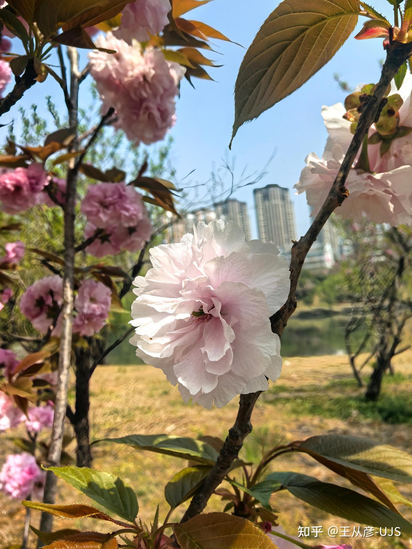 日本晚樱 - 知乎