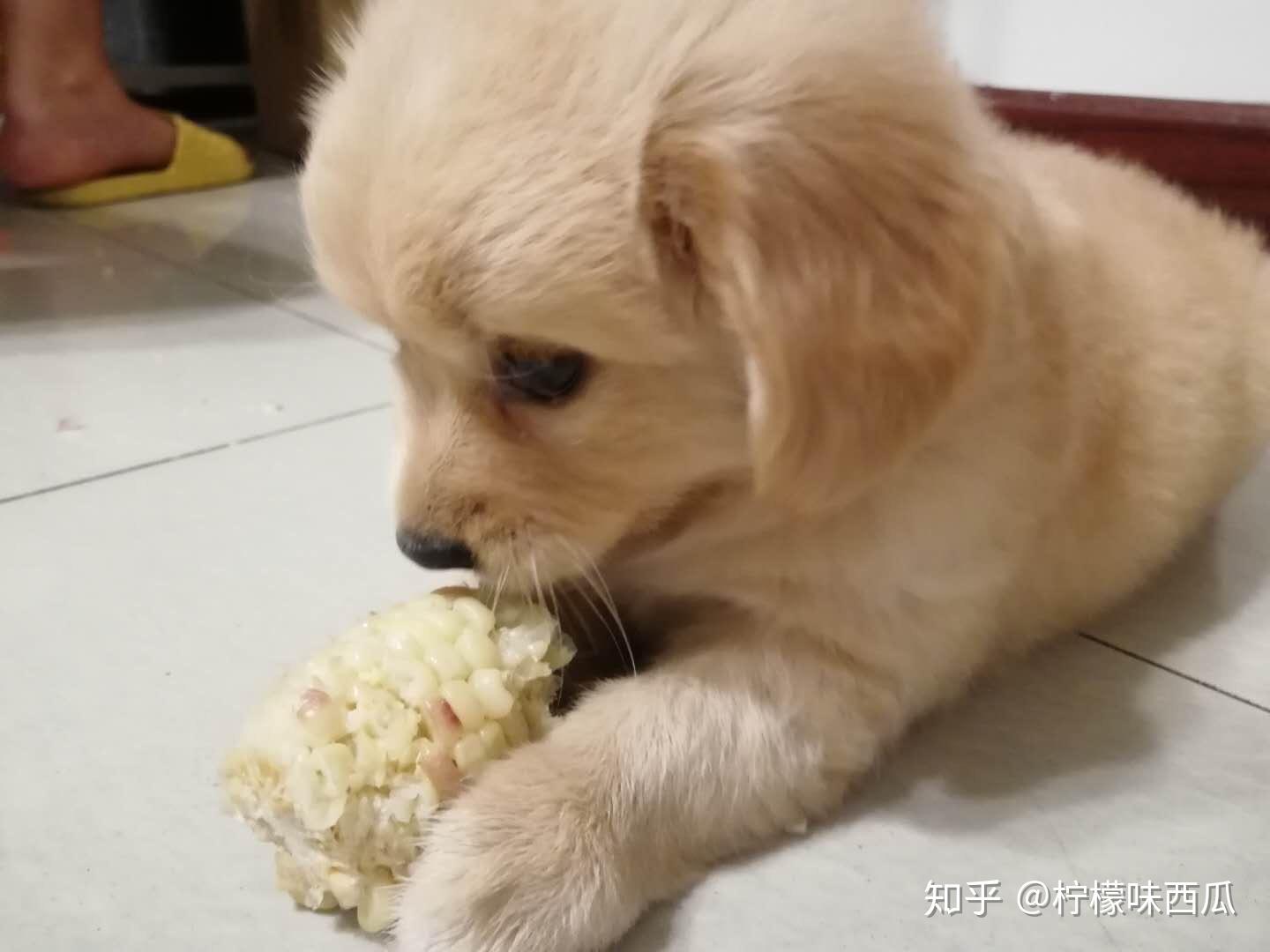 小狗吃奶！
