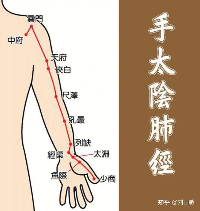 肺经:人体最容易受伤的经 - 知乎