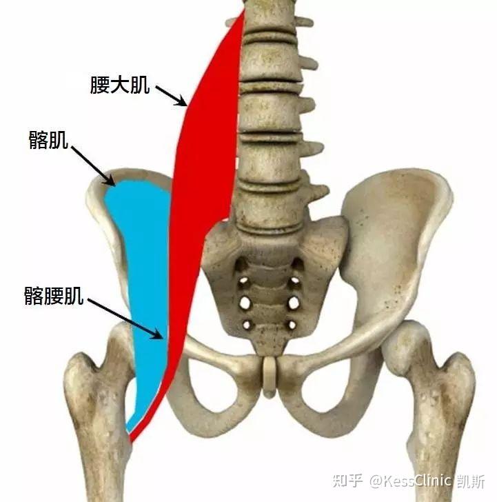 髂腰韧带起止点图图片