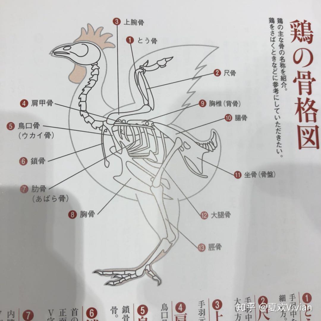 鸡腿骨解剖图图片