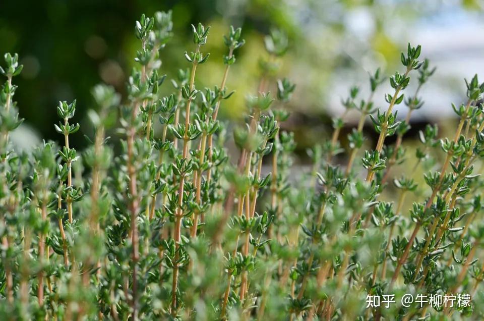 麝香草种植图片