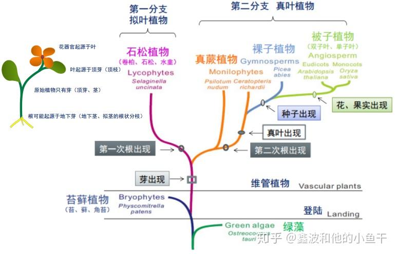 植物根系发育的分子调控 - 知乎