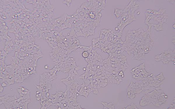 293t細胞在顯微鏡下的形態