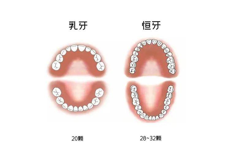 一颗牙的自保建议