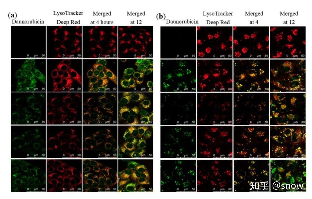 溶酶体逃逸实验 - 知乎