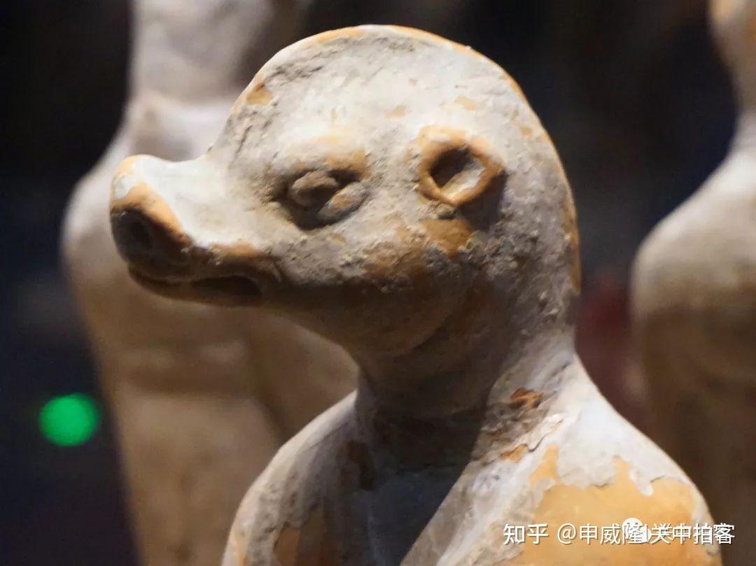 陕西各大博物馆的“猪”文物 知乎