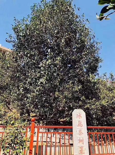 4公斤88万的冰岛茶王树到底值不值揭秘普洱茶炒作背后的真相