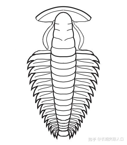 爱好者常见古生物化石 中华翼形莱德利基虫 - 知乎