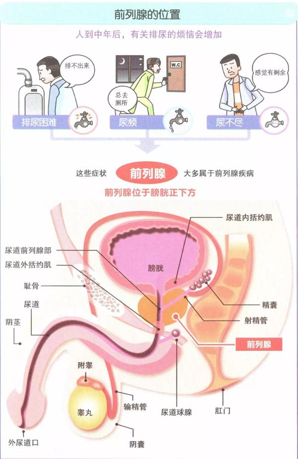 尿频尿急但尿量不大是什么原因呢 知乎