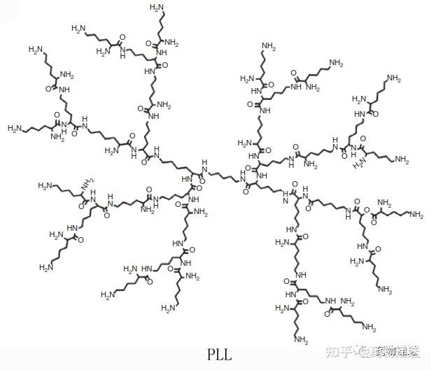 pamam),聚賴氨酸(poly(l-lysine),pll)聚乙烯亞胺(polyethylenimine