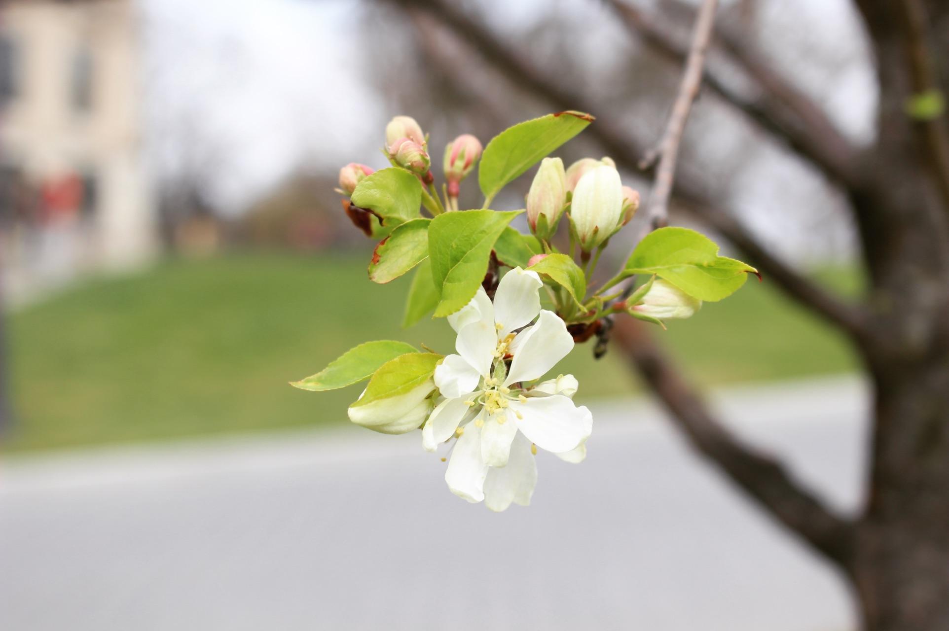 在俄亥俄州立大学 (OSU) 就读是怎样一番体验