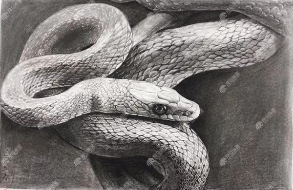 荷马往届假期班优秀作品回顾——精微素描篇