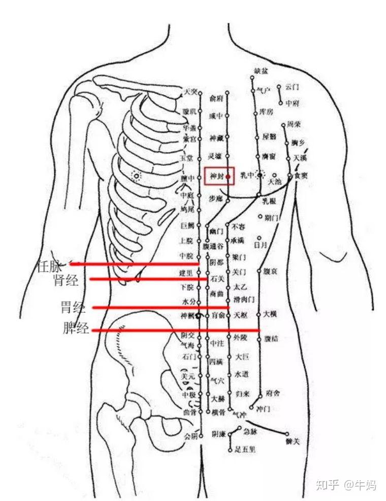 腹部上循行的重要经络有很多,包括任脉,冲脉,肾经,脾经,胃经,肝经