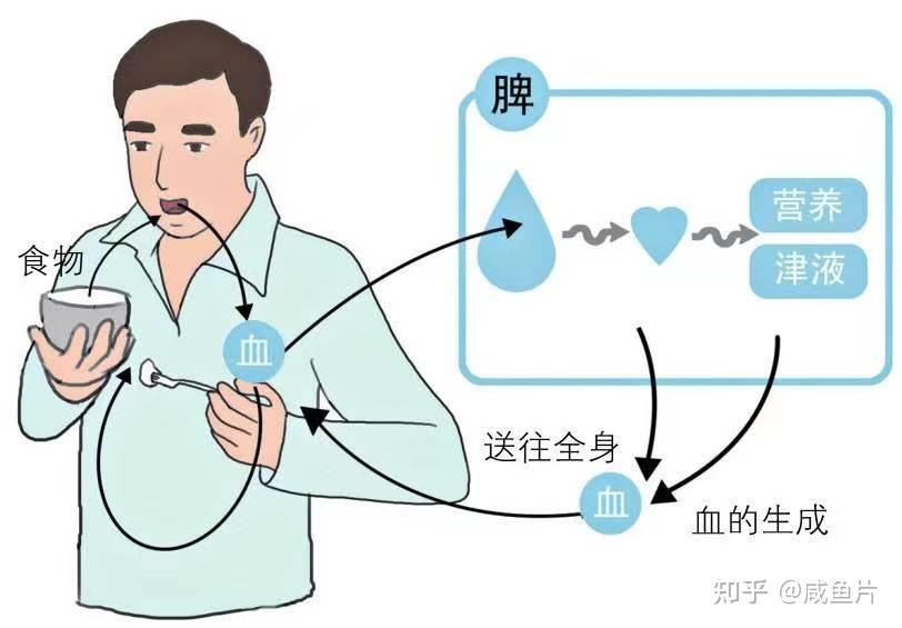 气血是什么?气和血有什么关系?气血不足怎么吃? - 知乎