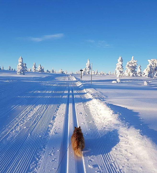 世界上最爱滑雪的猫