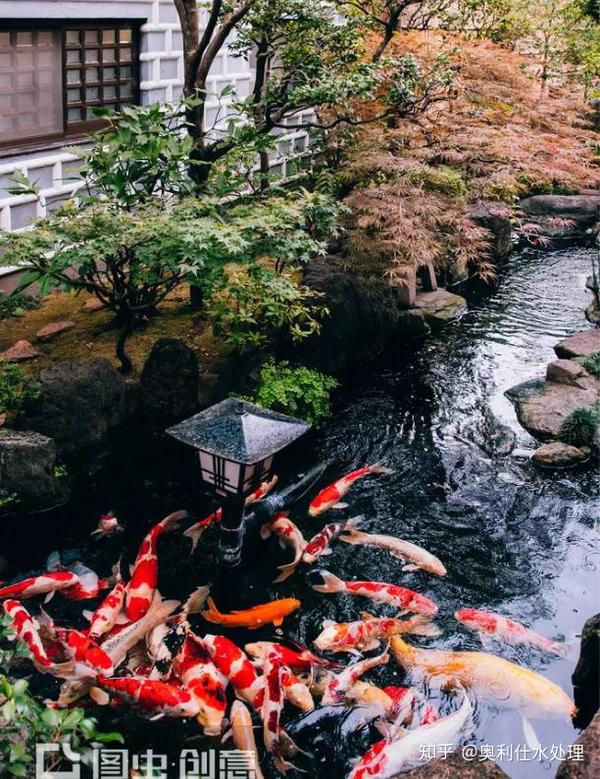 日本锦鲤池 锦鲤池过滤池结构图 锦鲤池养什么水植物好